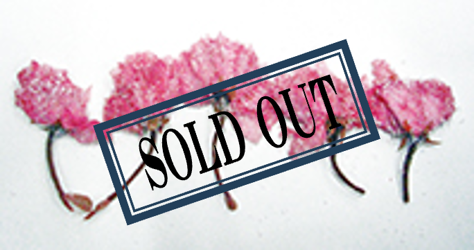 桜花漬(さくら塩漬)赤