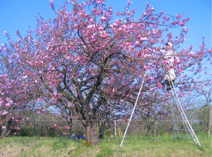 桜収穫