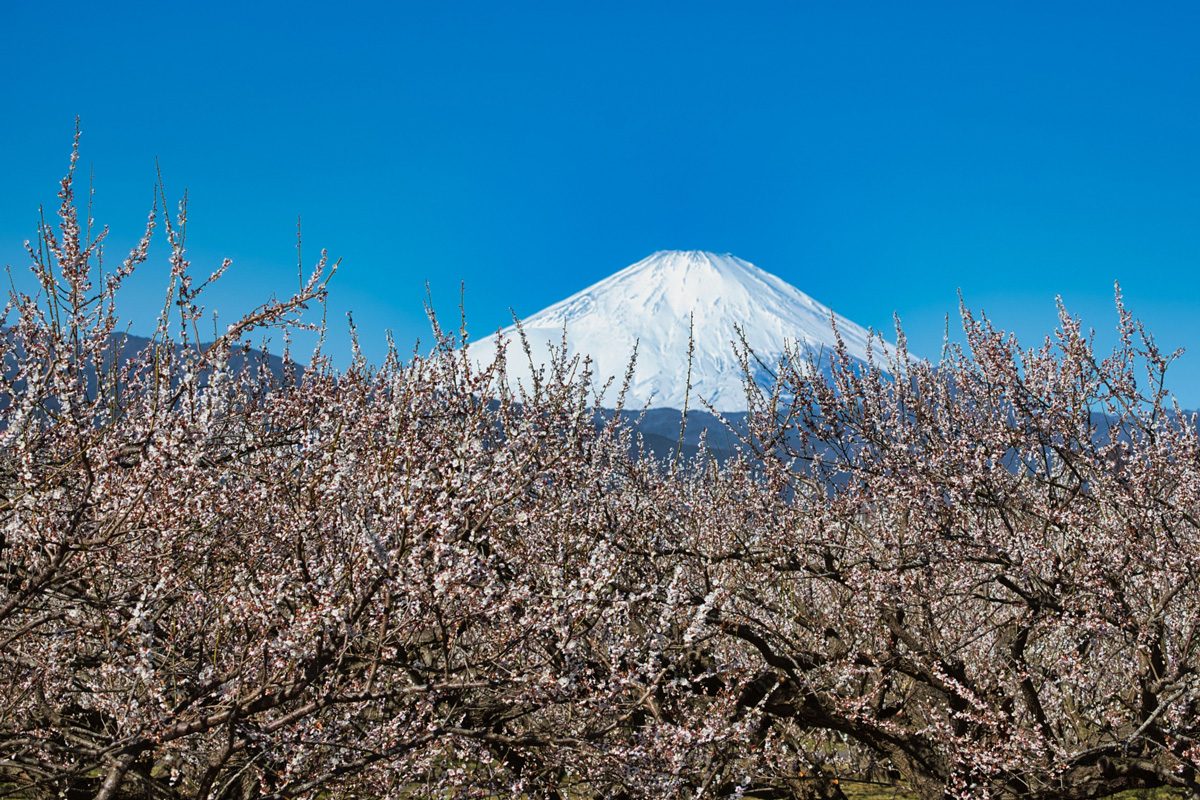 曽我の梅林